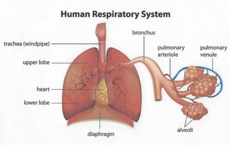 Anatomy of the normal respiratory system